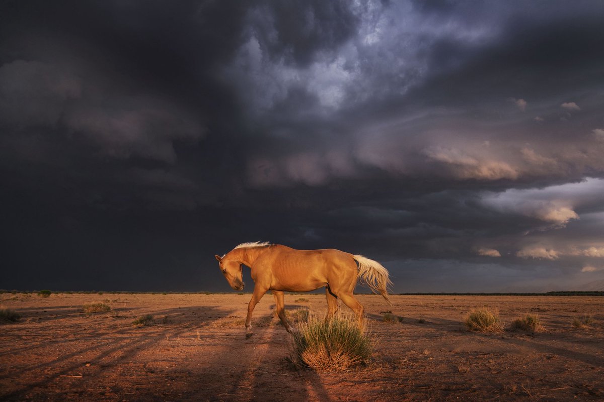 NDemunster's tweet image. I’ve always dreamed of capturing scenes like this. Dreams do come true. #weather  #horses