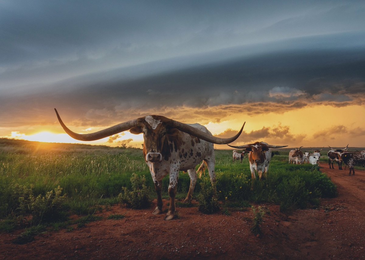NDemunster's tweet image. I’ve always dreamed of capturing scenes like this. Dreams do come true. #weather  #horses