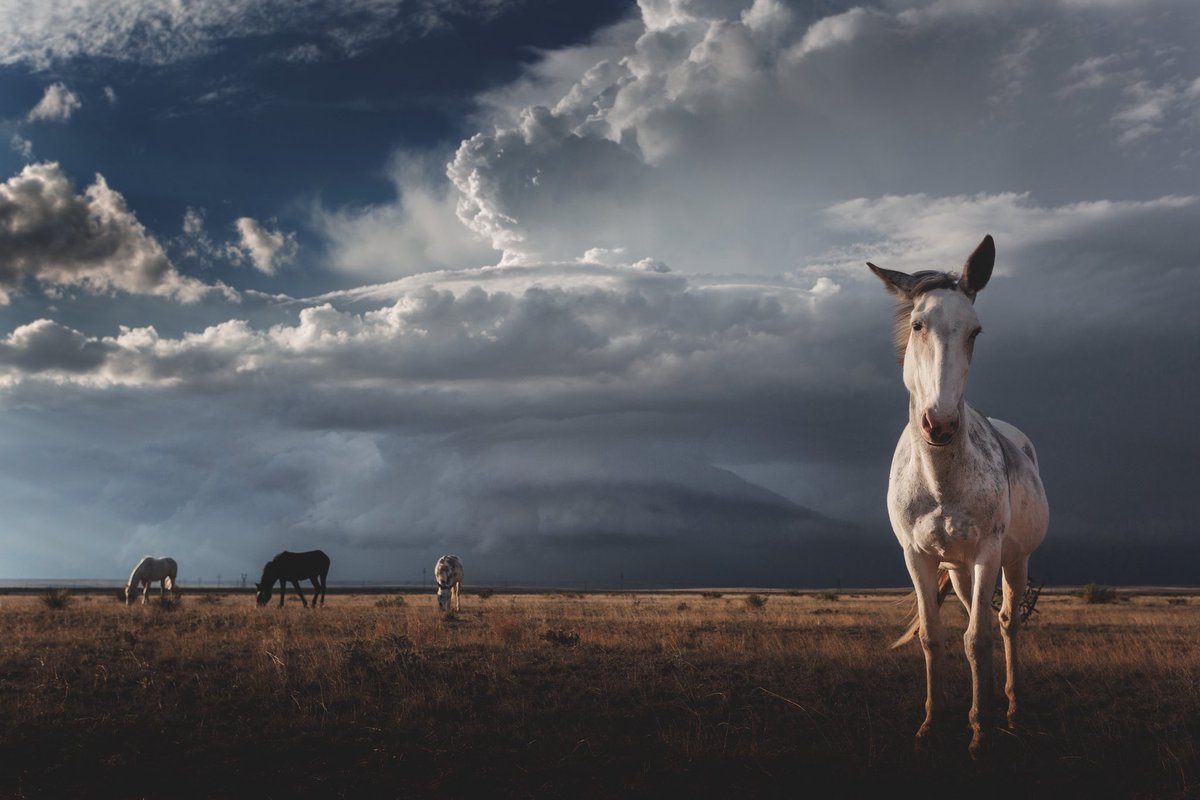 NDemunster's tweet image. I’ve always dreamed of capturing scenes like this. Dreams do come true. #weather  #horses
