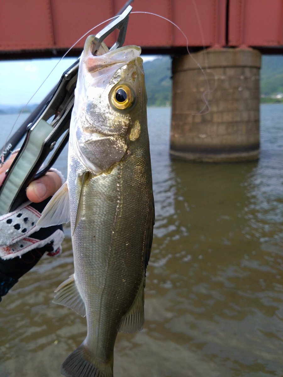 太公望魚信 8.4型カラー液晶 GPSプロッター魚探 HE-81GPIII-Di-Bo GPS