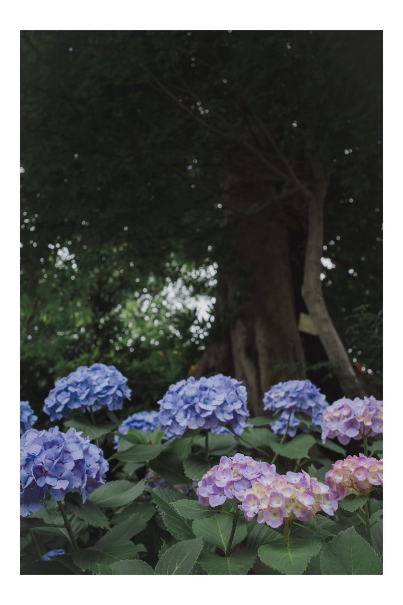 ph_classica's tweet image. そぞろ歩き

#都市風景