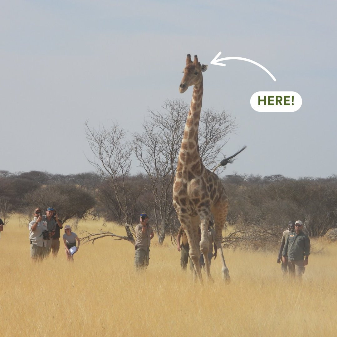 World Giraffe Day takes place on June 21st.  

Giraffes face critical endangerment, and for the last five years, CERES TAG has proudly collaborated with the Giraffe Conservation Foundation to monitor and safeguard giraffe and their migration throughout Africa. 🦒