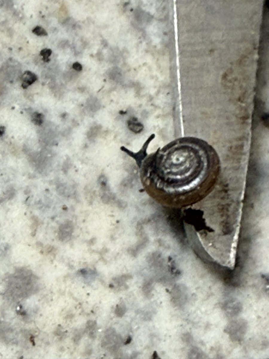 カタツムリ - Search / X