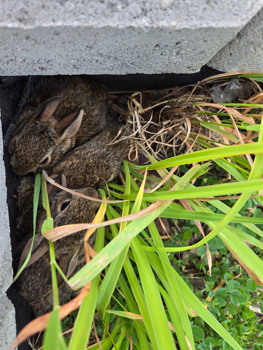 Ms. Lemcke tweet media