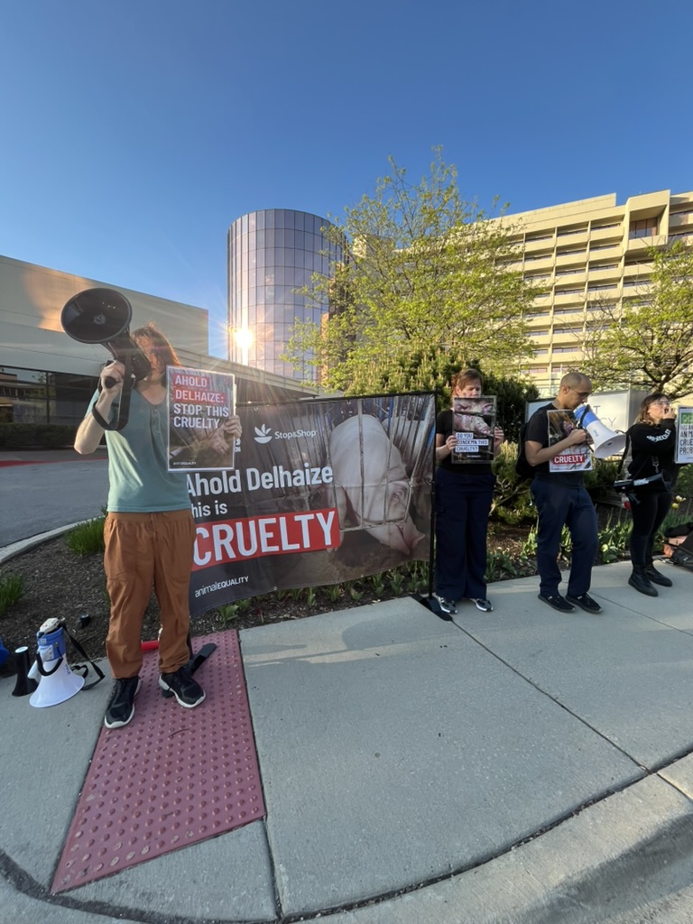 Animal Equality (@animalequality) on Twitter photo โจ#AnimalProtectors are rising up! Together, weโre holding corporations like <a href="/AholdDelhaize/">Ahold Delhaize News</a> accountable for the cruelty they hide behind closed doors.
Because of you, the truth is louder than ever. Weโre shining a light on the suffering of mother pigs and hensโand demanding โจ#AnimalProtectors are rising up! Together, weโre holding corporations like <a href="/AholdDelhaize/">Ahold Delhaize News</a> accountable for the cruelty they hide behind closed doors.
Because of you, the truth is louder than ever. Weโre shining a light on the suffering of mother pigs and hensโand demanding