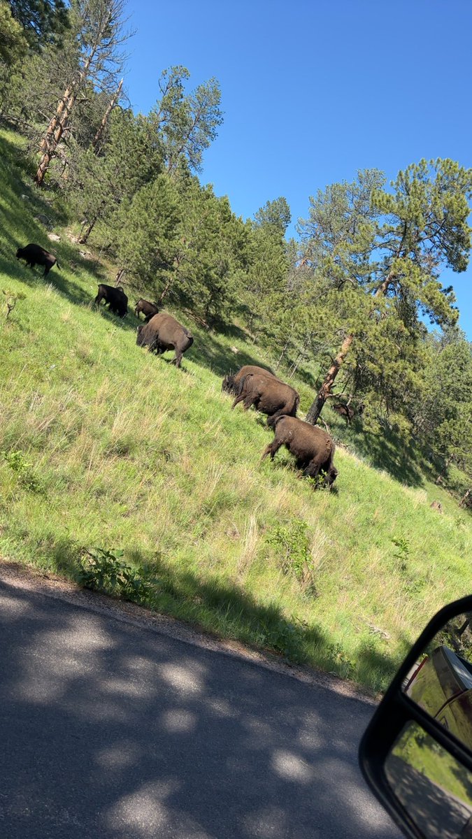 Spotted 95 miles from Wall Drug