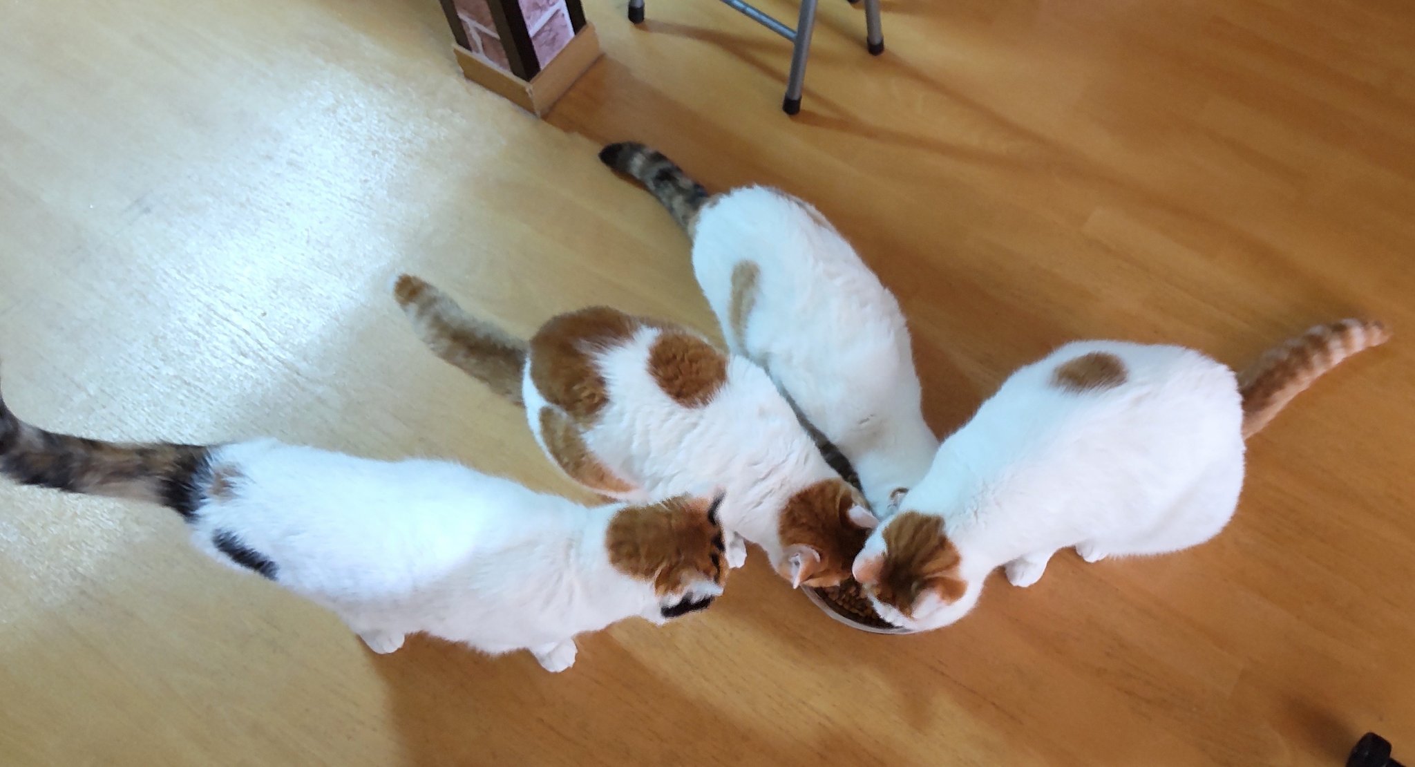 猫じゃらし様♡ありがとうございます♡