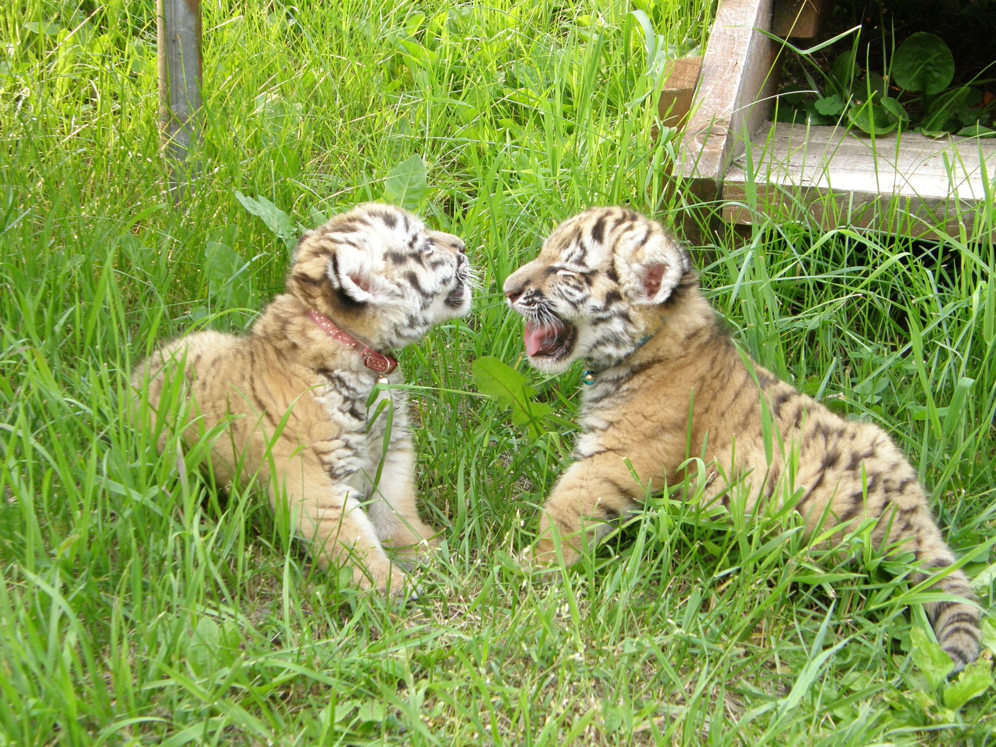 釧路市動物園　アムールトラココア6点セット 釧路市動物園 アムールトラココア6点セット - メルカリ