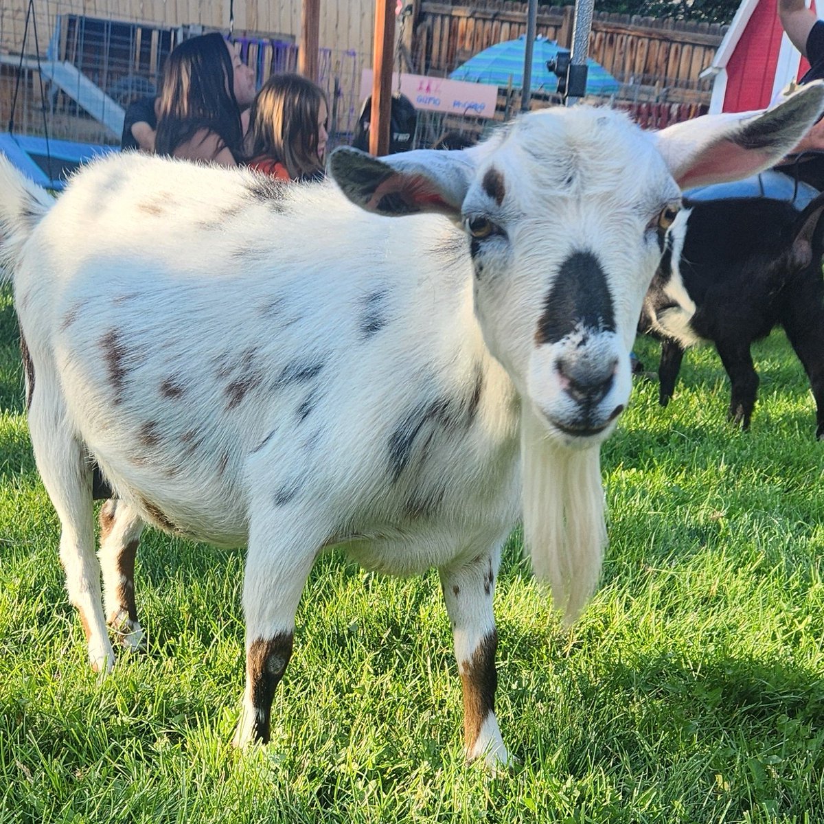 Got my goat fix tonight.