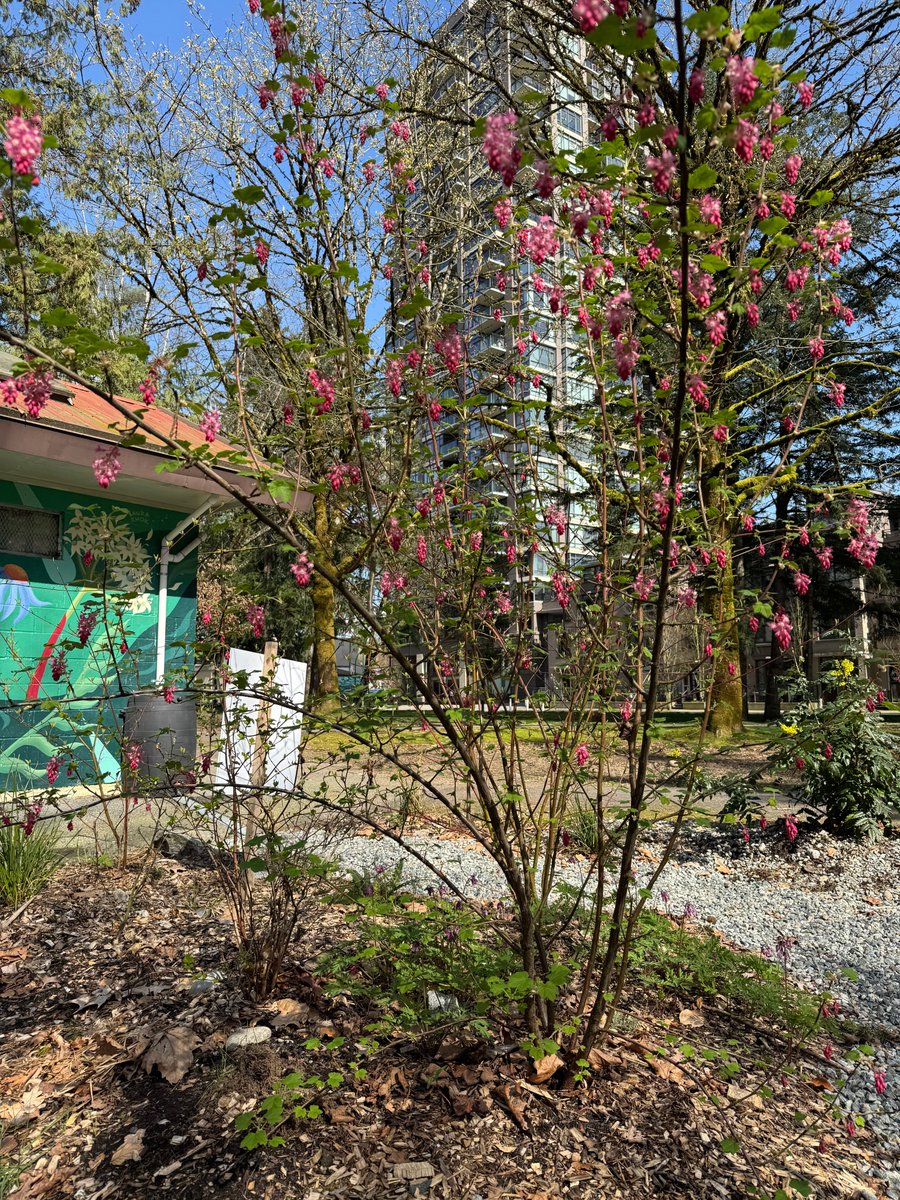 Want to help protect our rivers from stormwater runoff? This summer, our community rain garden in Port Coquitlam is once again seeking volunteers!

Pick one shift or as many as you'd like, depending on your schedule! Sign up at form.jotform.com/CRWS/rain-gard…