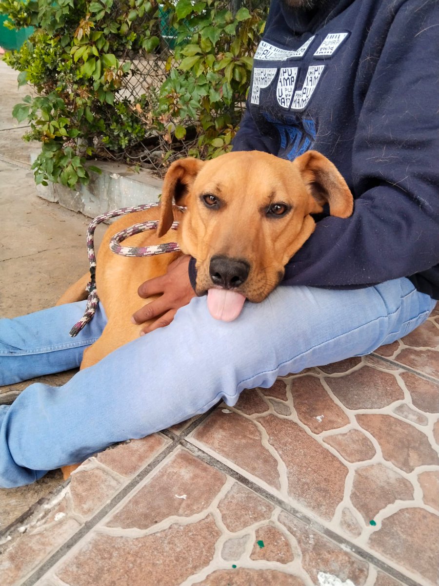 Hoy trasladamos para su esterilización a 8 ejemplares caninos 🐾 (5 hembras y 3 machos) desde #Iztapalapa al Centro de Control Canino Dr. Alfonso Angellini.

Recuerda que la #EsterilizaciónEsUnActoDeAmor ❤️ para nuestros animalitos de compañía.