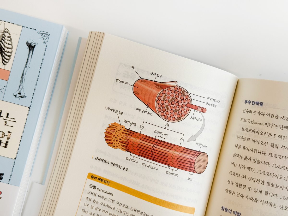 HdjsBooks's tweet image. #신간안내 『드디어 만나는 해부학 수업』
근육과 장기의 작동 원리부터
부위별 질병과 장애까지
알아두면 뼈가 되고 살이 되는
내 몸 필수 지식!💪
해부학 초심자를 위한
세상 가장 친절한 입문서😊
✨서울대 의과대학 해부학교실 주임교수 강재승 강력추천!
👉자세히 보러 가기:…