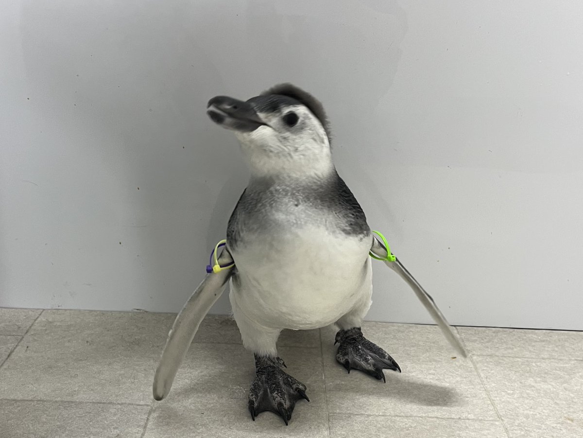 すみだ水族館【公式】 on X: 