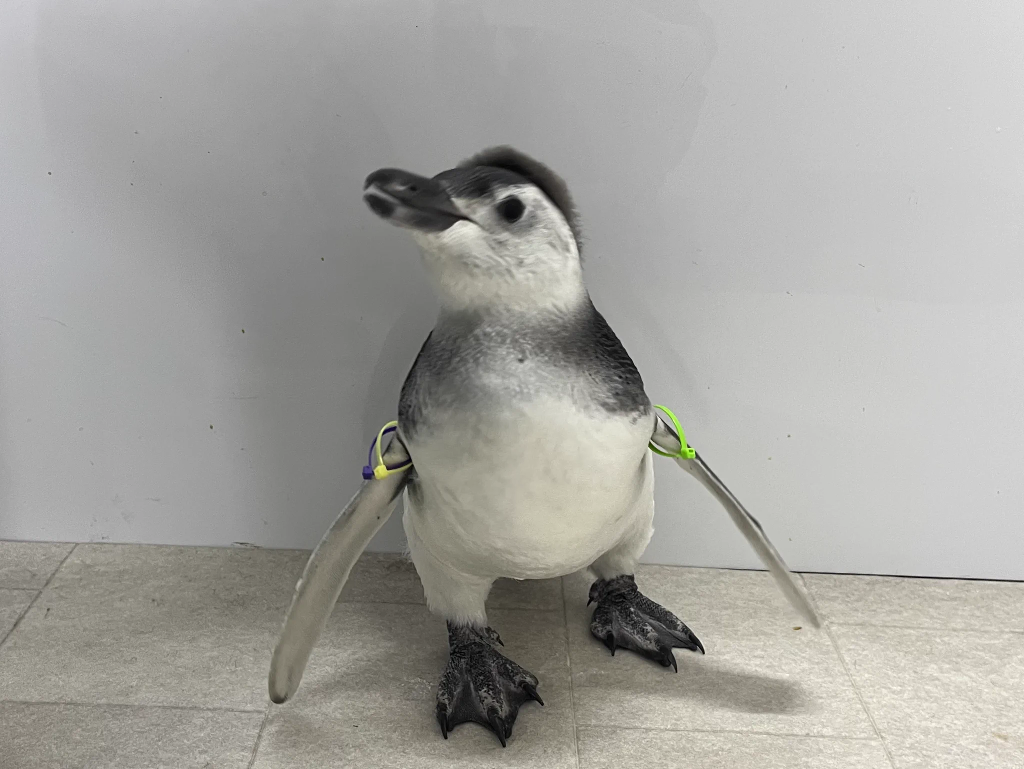 すみだ水族館【公式】 on X: 