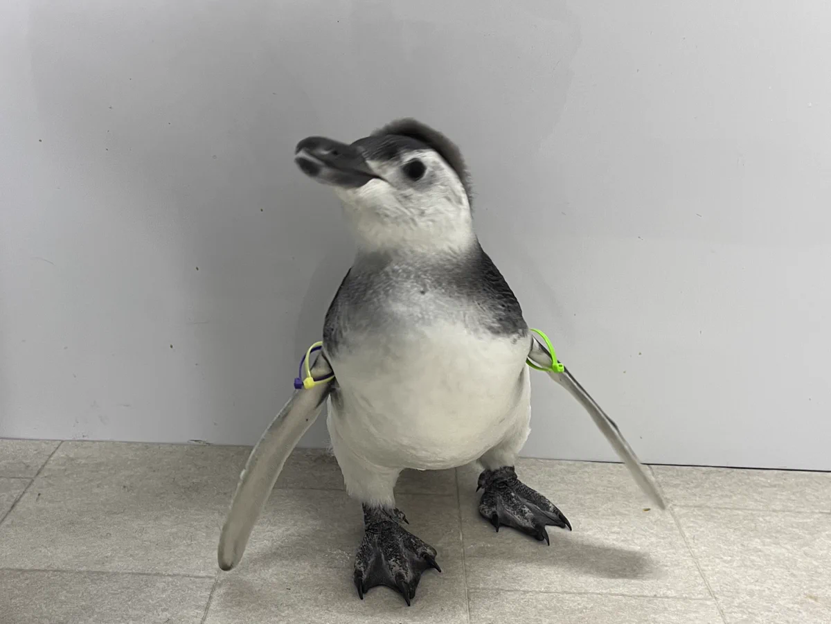 すみだ水族館【公式】 on X: 