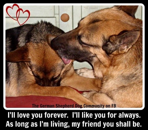 gsd_loversclub's tweet photo. #GermanShepherd #DogLove #BestFriends #DogBond #PuppyLove #CuteDogs #DogsOfTwitter #GSD #PetLove #CanineCompanion #DogLife #Loyalty #DogCuddles #ForeverFriends #SweetDogs https://t.co/0W86ZzbbOw