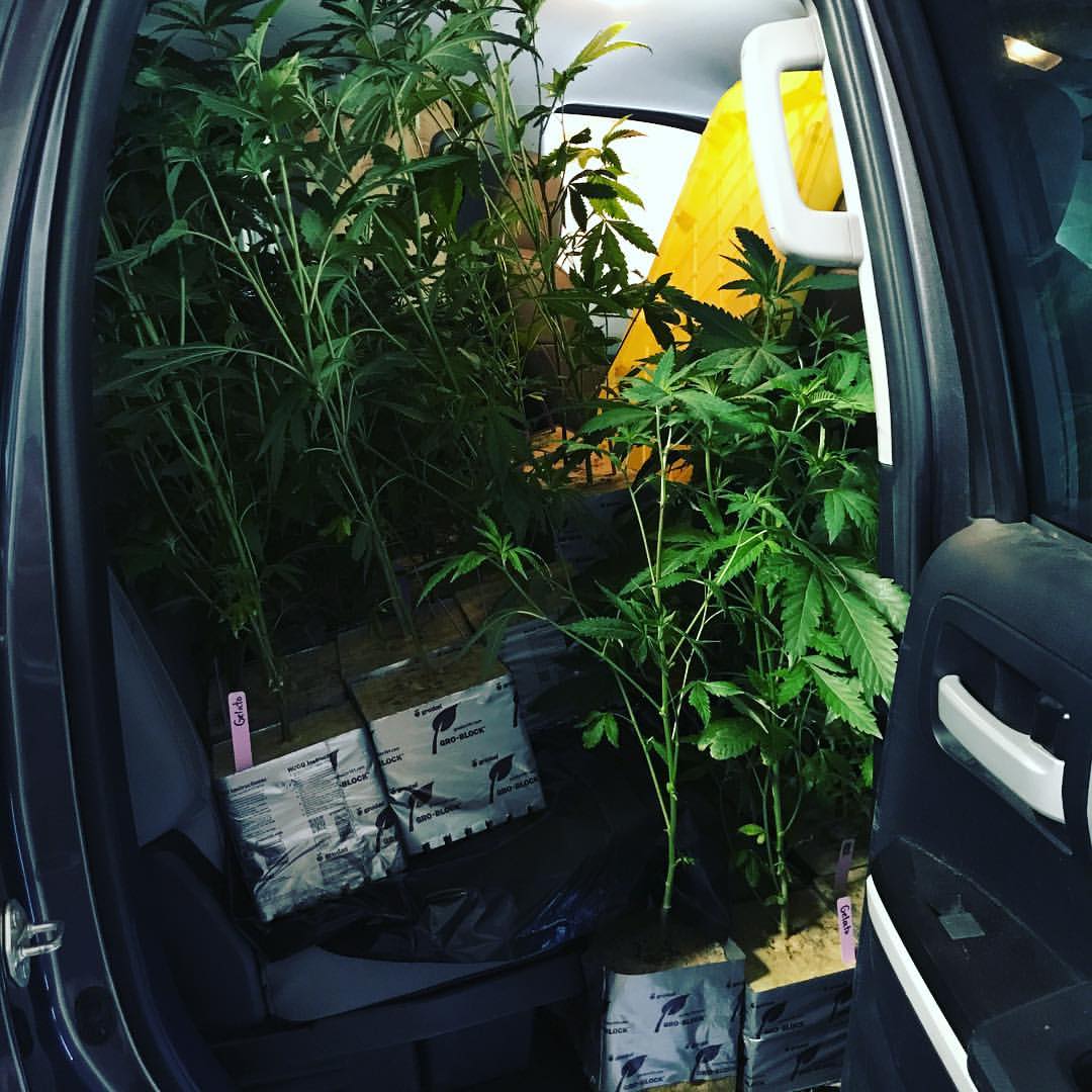 3brossantacruz's tweet image. Sometimes.... the back of the truck is full of promix so this happens!  Had to make room for that Gelato🔥#3brosgrow #hedgefun #flamethrowers  #doworkaholics #fireandice #frostfactor #craftflowers #weed #weedporn #cannabis #cannabiscommunity