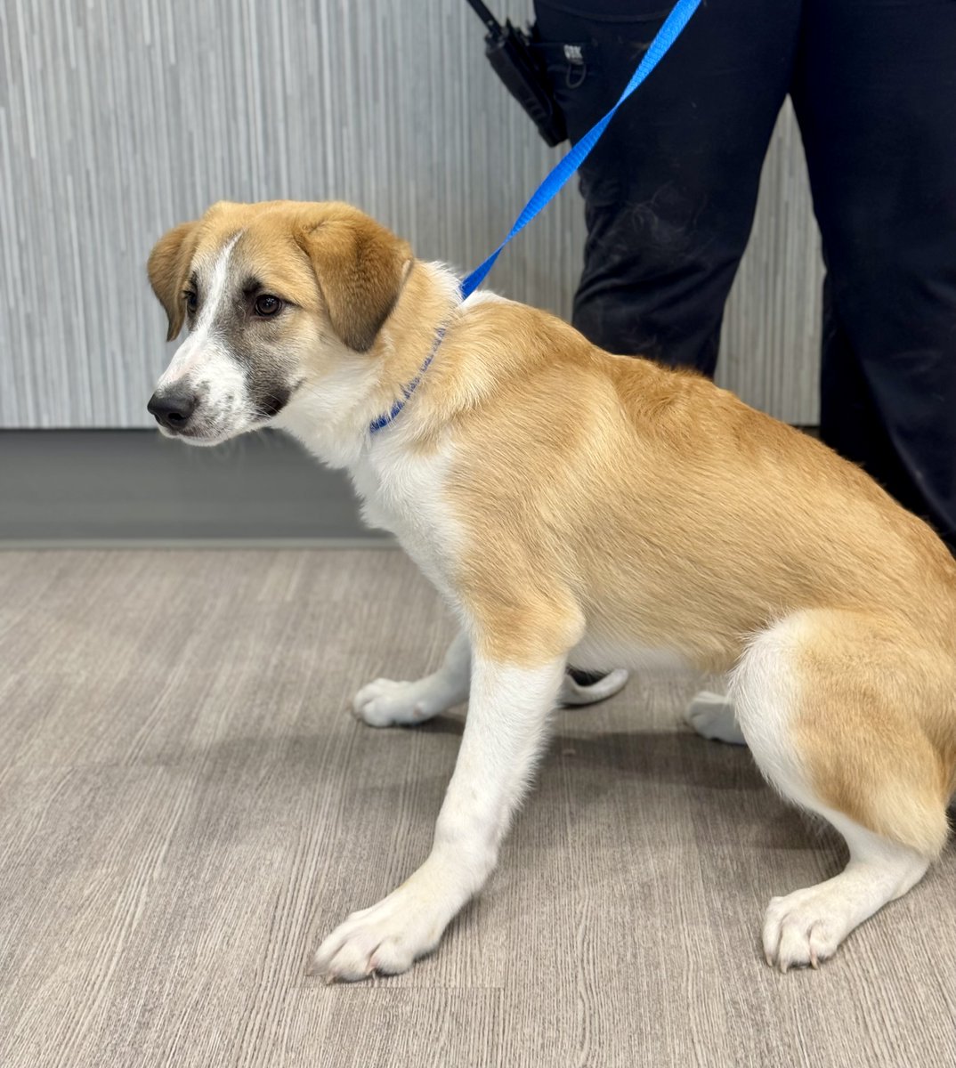 🐶 Meet Keke! ✨
This sweet &amp; spunky 8-month-old Aussie pup is full of energy, curiosity, &amp; mop-chasing joy! She’s looking for her forever home &amp; thanks to CarpetTech, for handling the fees and charges.

Odessa Animal Services
(432) 368-3527
odessa-tx.gov/1161/Animal-Se…