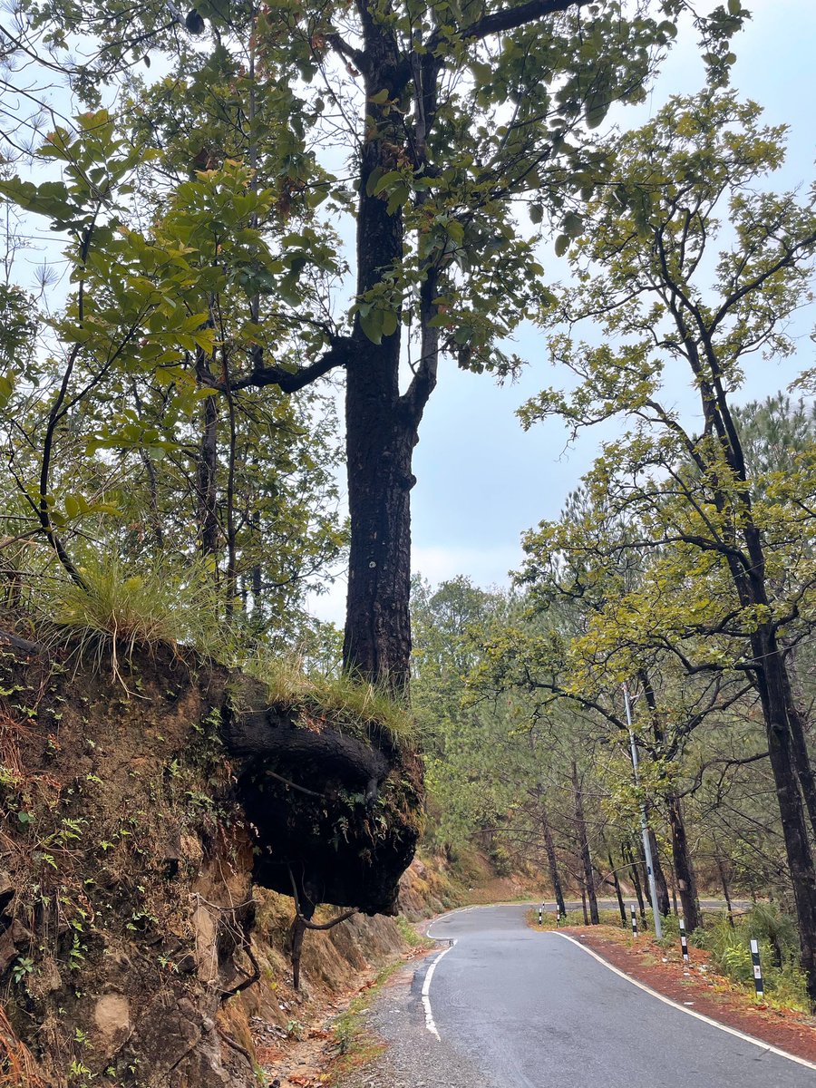 So what if the world removes the earth from under you; growing must not stop;  came across this sentinel