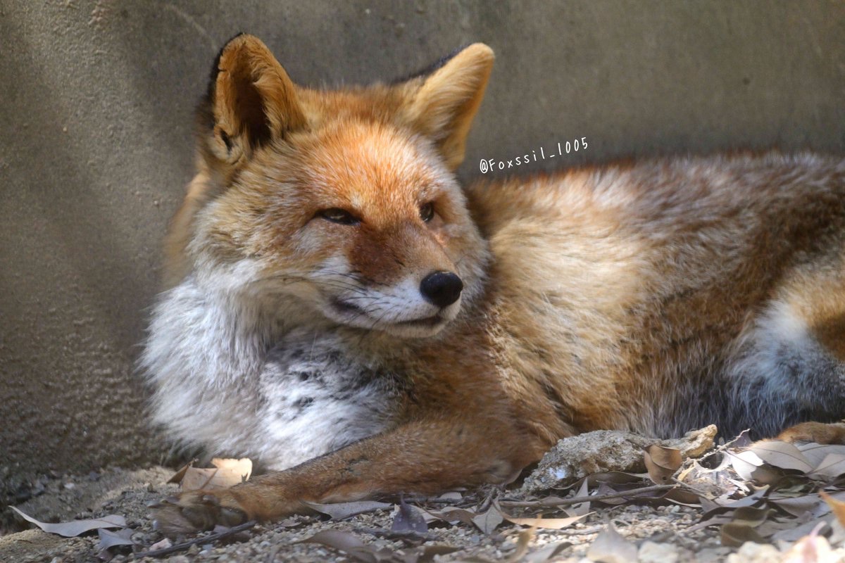 きつね様　確認用 Foxssil(フォクシル) おきつね全国地図4/11ver公開しました