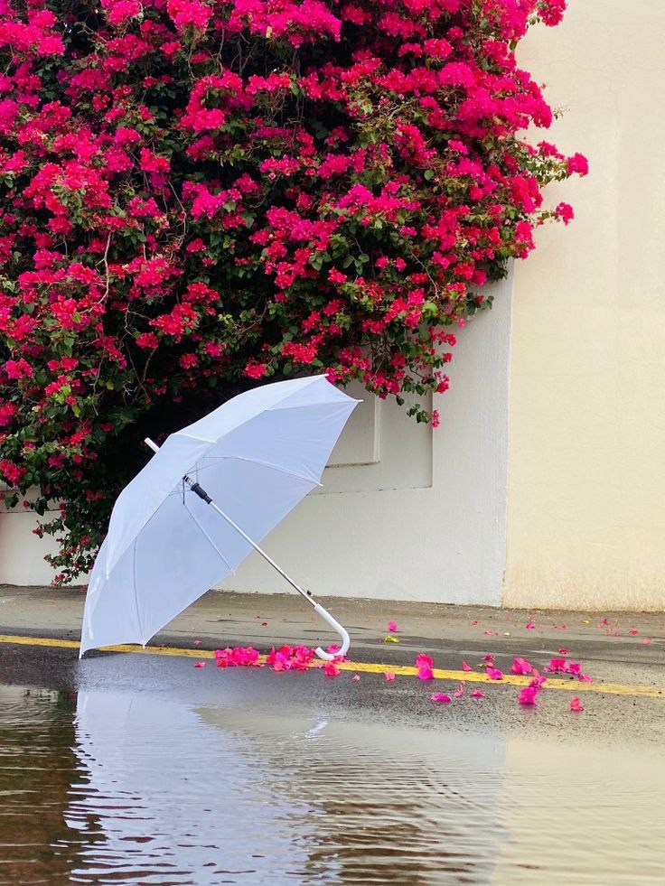 🌹🌹
#LoveIsland 
#الهلال_ريال_مدريد
#FridayFeeling