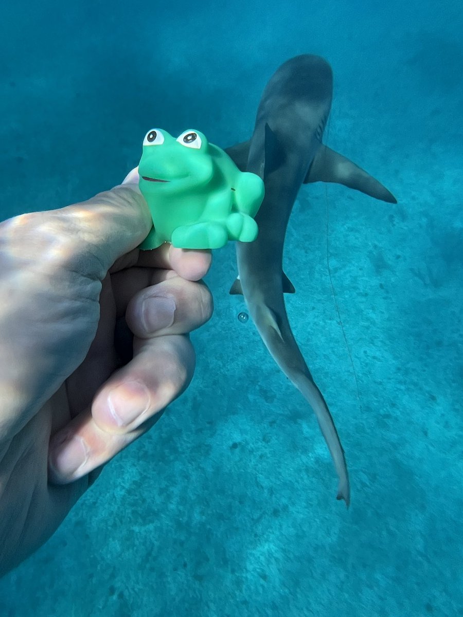 Mr Heberling and Frog spend time in Bermuda.