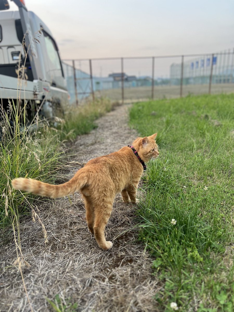 田舎ならではの風景