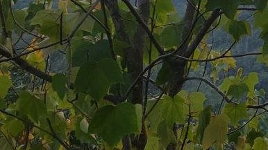 0xVector's tweet image. #openseatouchgrass