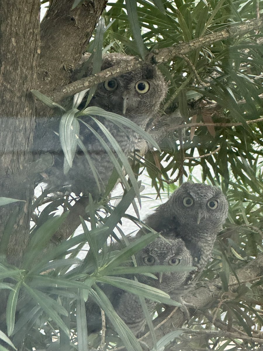 Look out your window, something might look back
