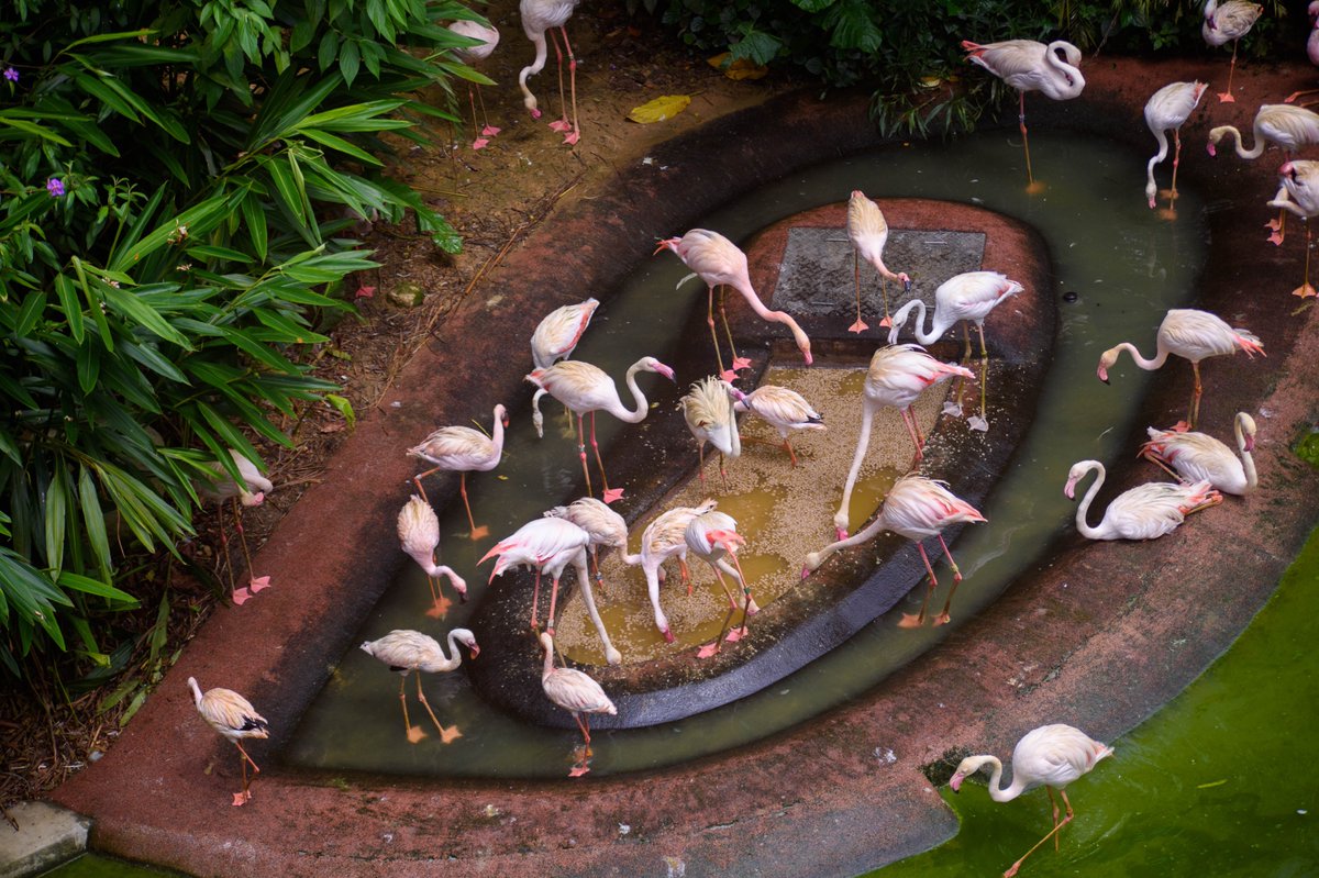 Tried again for flying bird shots at Bird Paradise 🦅 The shots may not be “perfect”, but the challenge of capturing the birds in flight was very rewarding! Thanks to everyone who shared your bird photography tips with me! – LHL go.gov.sg/f96p1r