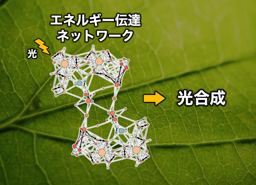 【プレスリリース｜Science Advances】   
量子輸送ネットワーク解析により光合成を担うクロロフィルの組成の意義が明らかに
―「効率よりも安全」植物が選んだ戦略とは―
（石崎章仁教授ら）
2025.06.20

詳細はこちら↓
ims.ac.jp/news/2025/06/0…