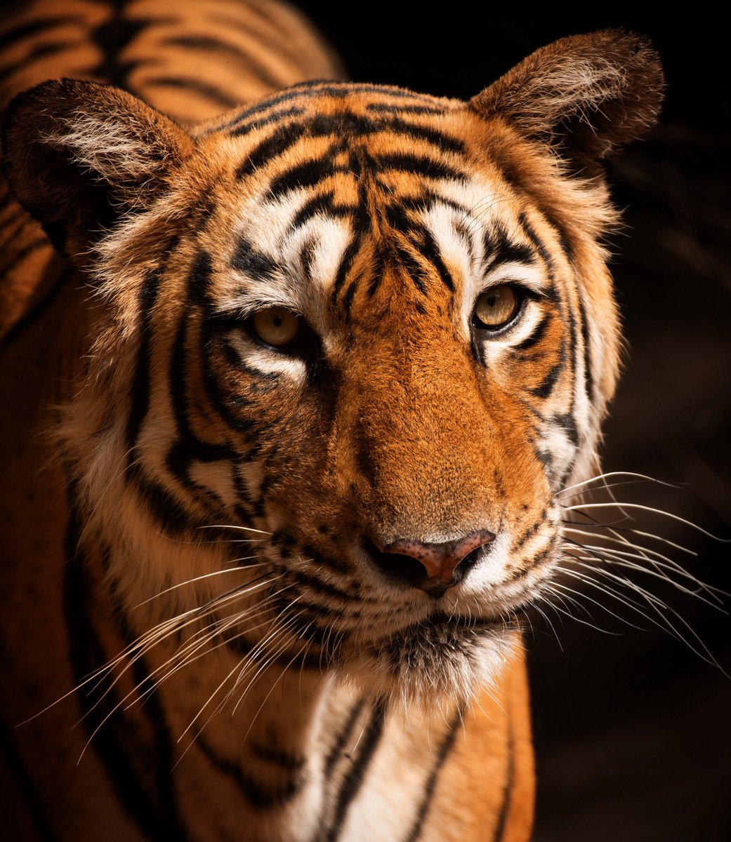 anirudh123's tweet image. Arrowhead - In all her blazing glory