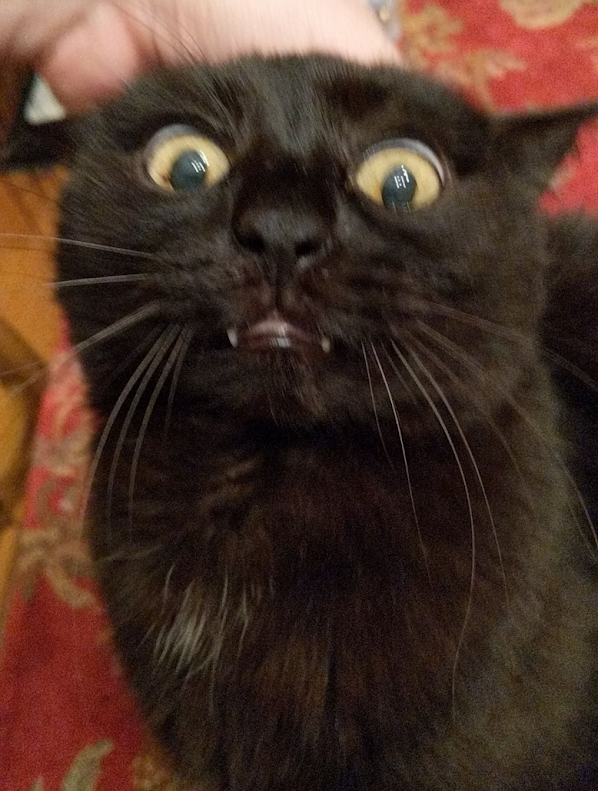 GCDaveDobson's tweet image. I'm posting the stupidest picture I can find of our stupidest cat because I just learned that when he got himself shut in the attic for a couple hours last week, he used that time to shred the hell out of my suitcase, off which I'm now trimming the tattered fringe. Gus, you suck.