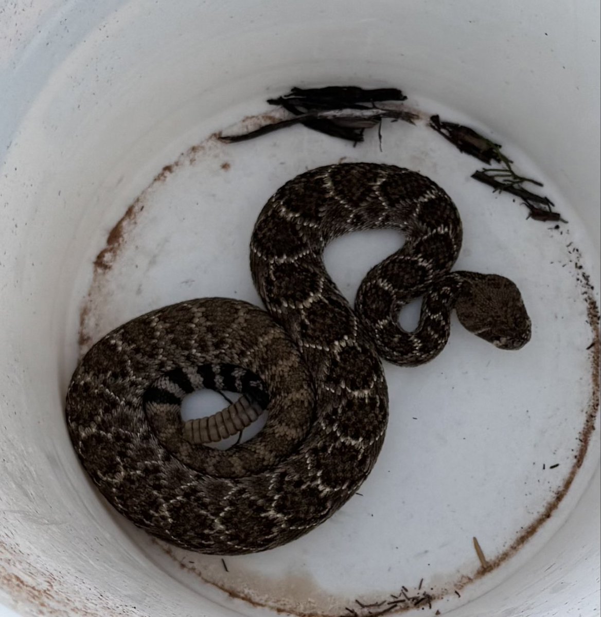 the_papa_lobe's tweet image. Youngest having fun at Scout Camp tonight. He's assistant ranger and got to relocate the first snake of the season, 3 weeks in.