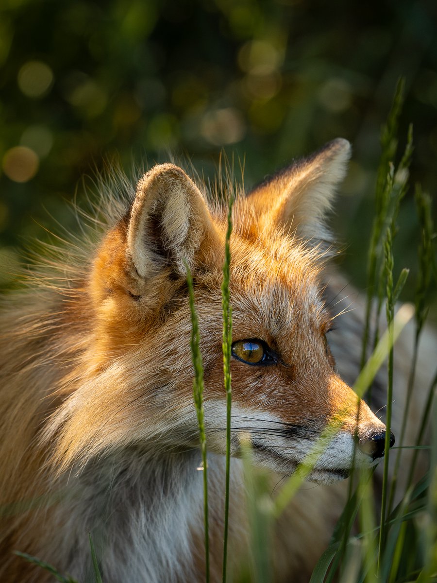 Finalmente, después de varias visitas a Isla San Juan, tuve la fortuna de encontrarme con el enigmático zorro rojo (Vulpes vulpes). Su pelaje parece pintado a pinceladas, y verlo en libertad es un verdadero regalo visual.

#sonyalpha #sonyalphamexico
