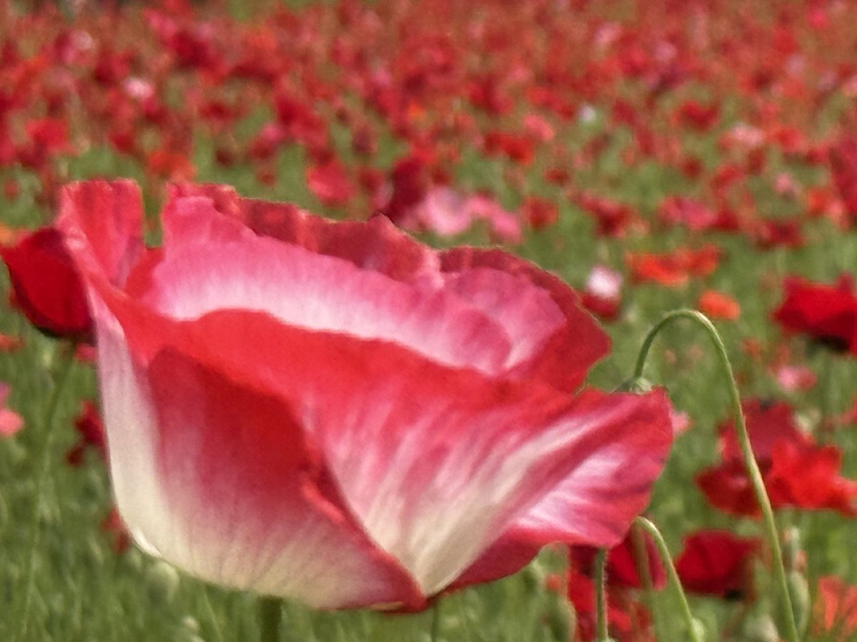 おはようございます🥰

ヒナゲシ…慰め、いたわり、心の平静、思いやり
(ポピー)

5月11日東京湾河口(荒川右岸)にて📱で撮影

ヒナゲシとポピーの違い
ヒナゲシはケシ科に属す特定の植物
ポピーはケシ科全般の総称で幅広い種類の植物を含む
※ヒナゲシはポピーの一種

違法