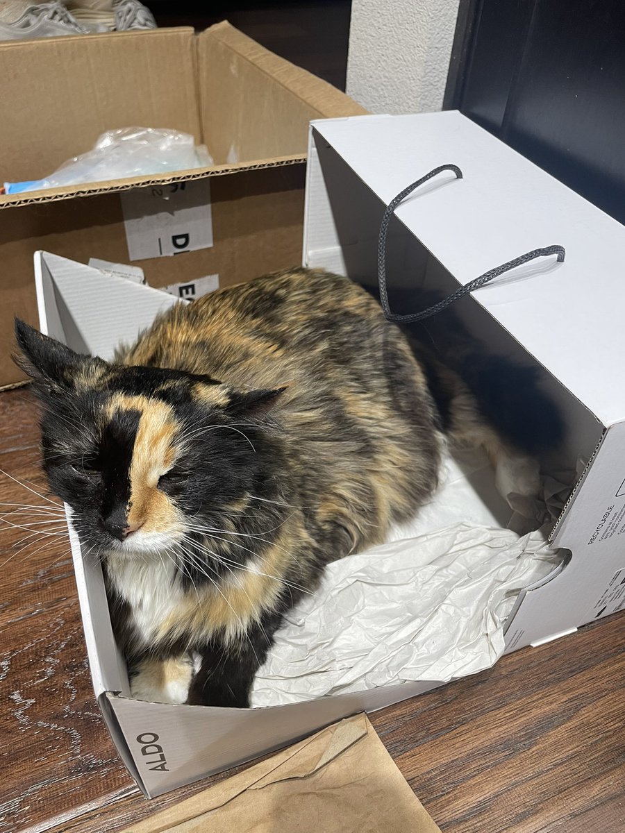 집에 오는 모든 택배 상자는 버리기 전에 뽀뽀한테 검사를 맡아야 함. 맘에 들어하는건 못 버림. 그렇게 남긴 상자들이 집안 곳곳.... 집이 깨끗해 질 수가 없음 ㅠㅠ 

요새는 또 저 작은 상자에 꽂혀서 자주 들어가 계심. 

고양이들 저 뚱한표정이 사실은 엄청 행복하단 뜻이라는게 참... ㅋㅋ