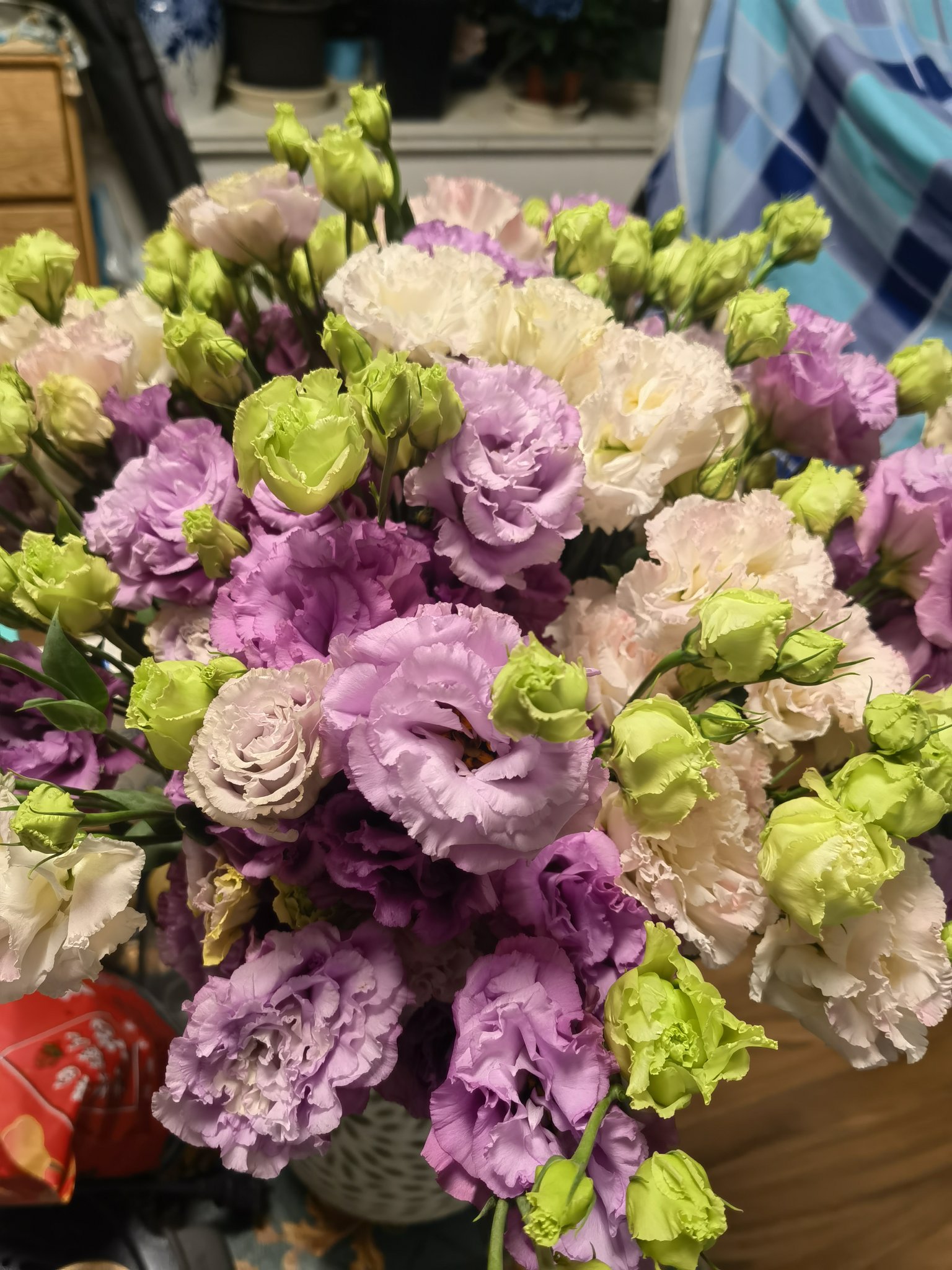 洋桔梗 – търсене / X