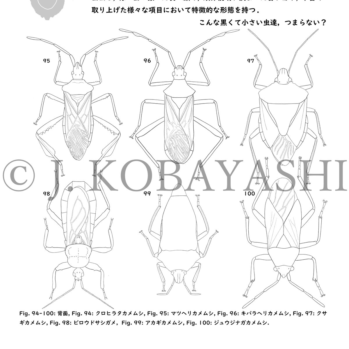j_atrata's tweet image. たぶん脱稿。前日にもっと説明に向く虫を採ってしまったり、思うところがない事も無いけども、扉絵兼目次含む本文32ページ100図掲載。F58”普通の虫たち”にて販売します。#博物ふぇす