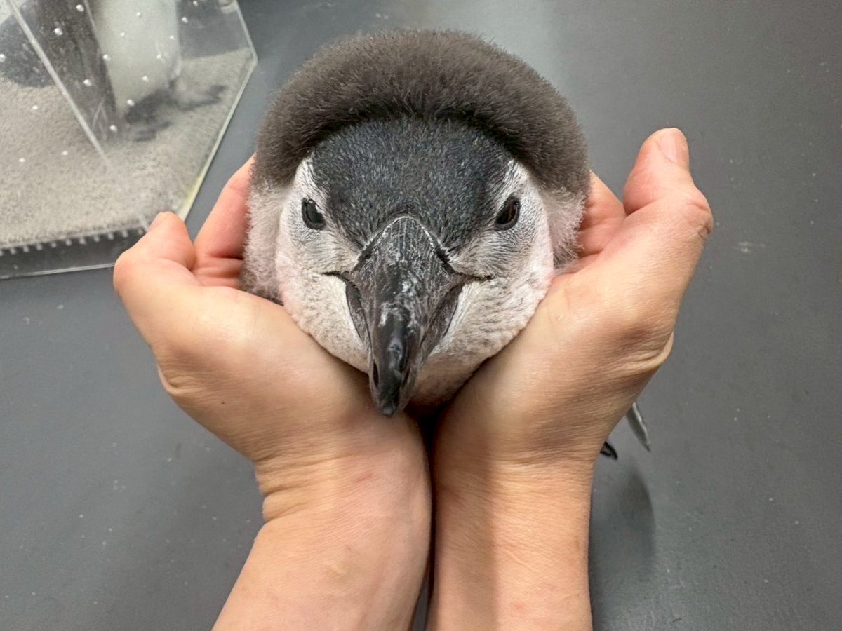すみぺんページ すみだ水族館【公式】 on X