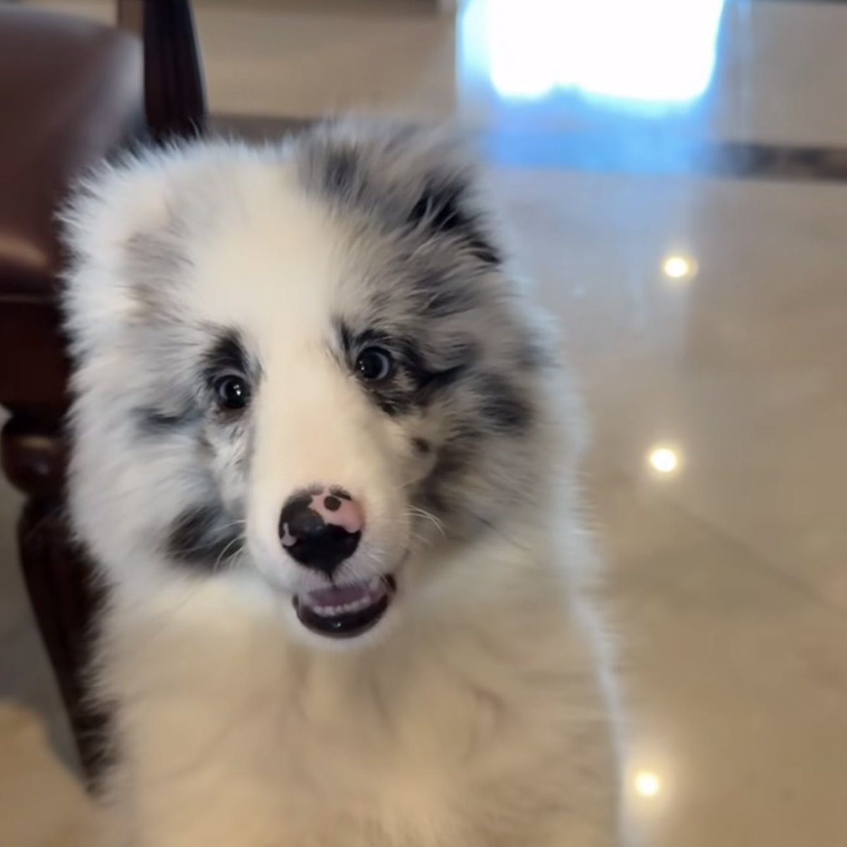 ตาแป๋วเหมินป่ะป๊า จมูกโด่งก้ะเหมินป่ะป๊า แต่ความจ๋วยได้ดิดี๊มาเตม