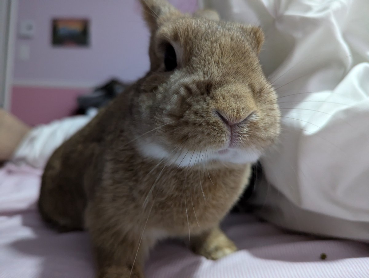 rocky.. 🍁 (@rockydwarfbunny) on Twitter photo 