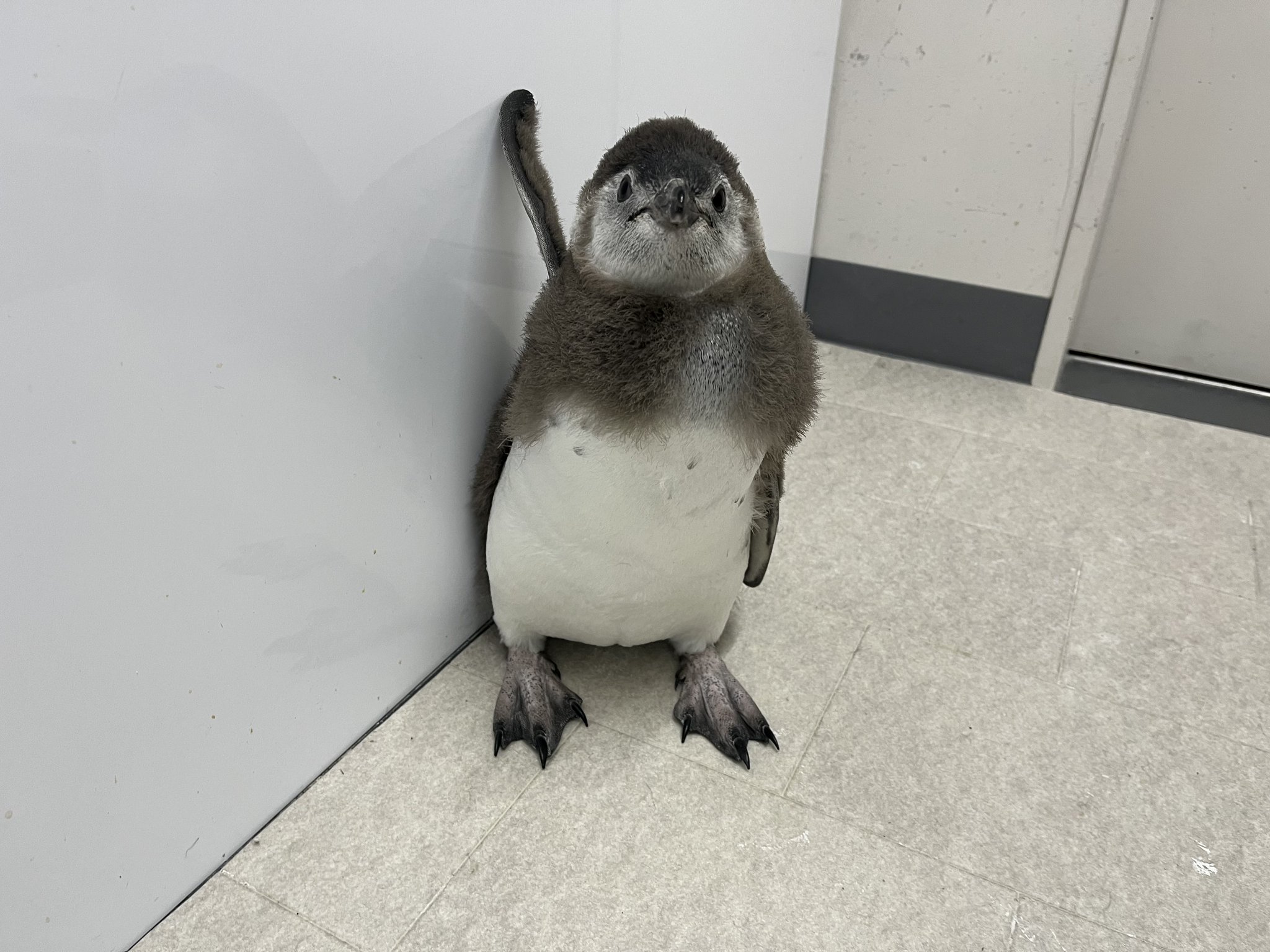 すみだ水族館【公式】 on X: 