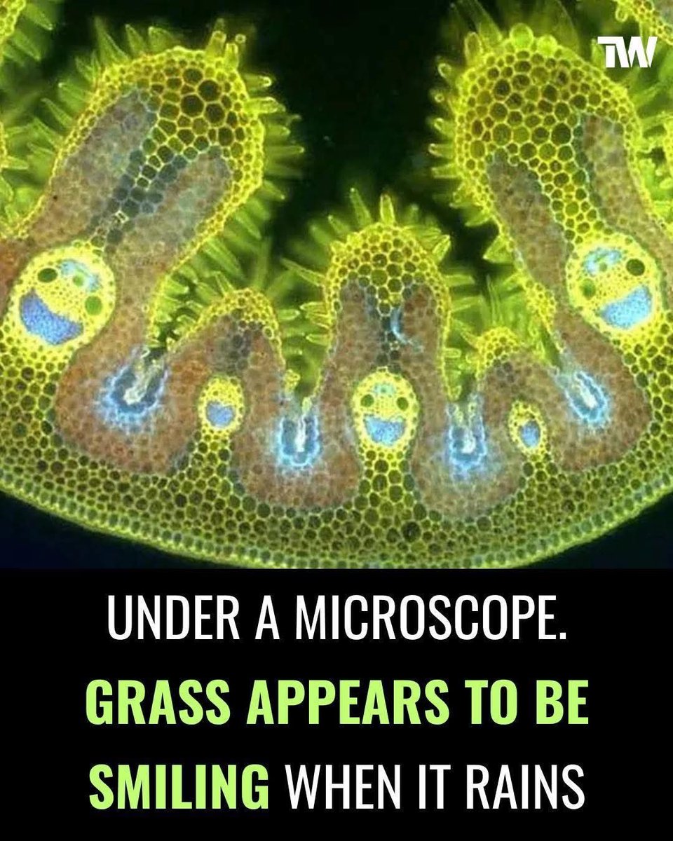 PhilomathicM's tweet photo. When viewed under #microscope, blades of grass can reveal an unexpected #surprise tiny #smiling faces formed by curvature of their #epidermal #cells. #closeup #smile #NatureBeauty
#naturefacts #plantcells #technology #explore #grassupclose #hiddenworlds
Pic & word credit to owner https://t.co/jDFiYDP6IC