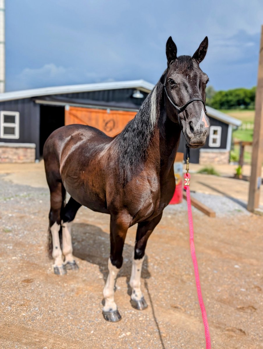 WCUCoachO's tweet image. Favorite horse of all we have meet Maximus Decimus Meridius or Max for short! Favorite movie Gladiator inspired his name. Dude is thick and strong like a 3 Tech.