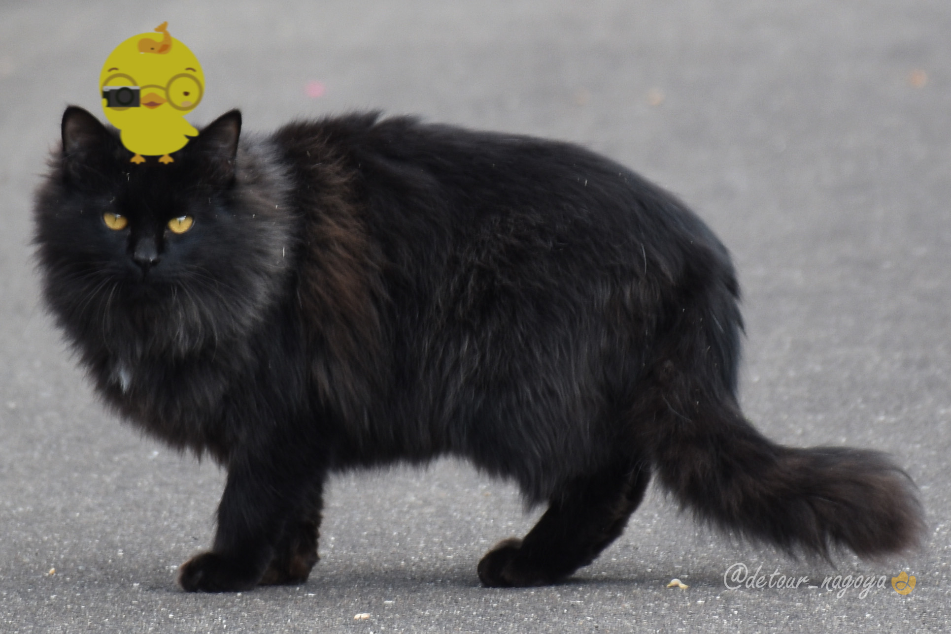 黒猫°°様 リクエスト 2点 まとめ商品 - メルカリ