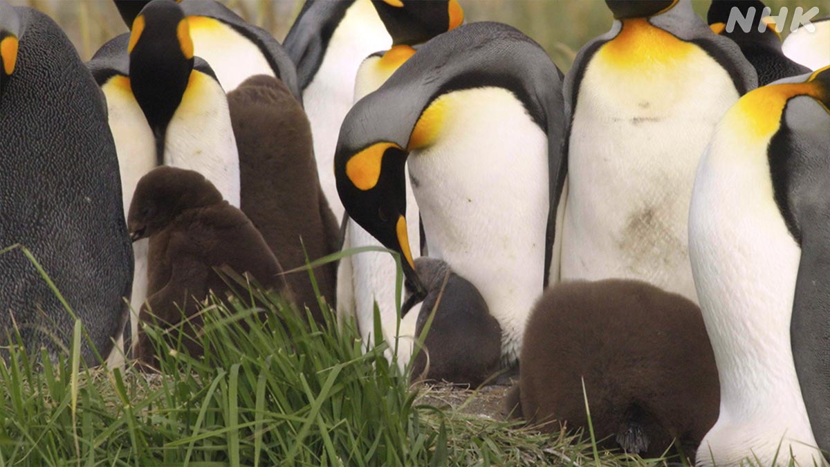 ダーウィンが来た！ (@nhk_darwin) / X