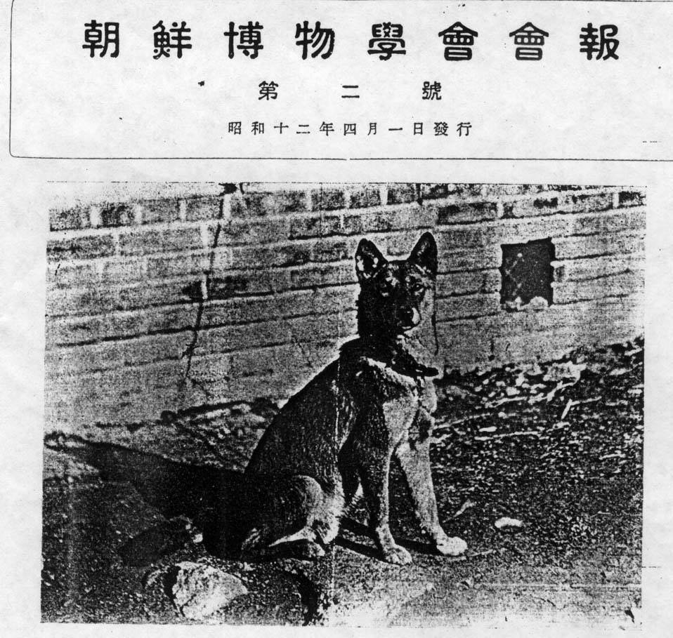 JindoOnEth's tweet photo. The #Jindo have been a cherished companion and guardian for over 3,000 years in Korea.

They are what #ShibaInu is to Japan.

$JINDO on $ETH!

https://t.co/oXAkQs4p7D

$COCORO $AROS $NAKA $TAIKI $ISHI https://t.co/vHRYcV8yRC