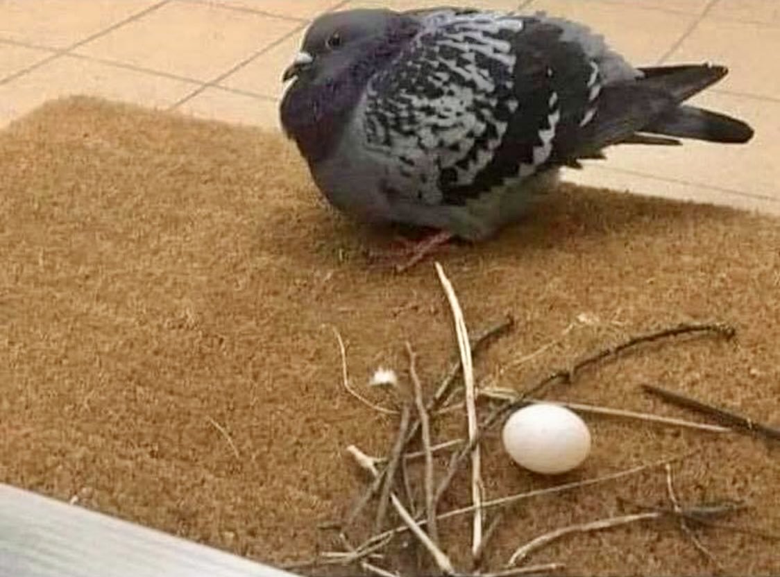 And the winner of this year's award for, “worst nest ever” goes to…