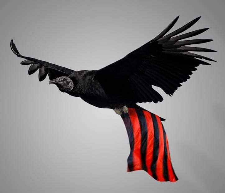 nit_87's tweet photo. Vamos , @Flamengo 
NÓS SOMOS O FLAMENGO⭐ https://t.co/IzTnDKT6PL